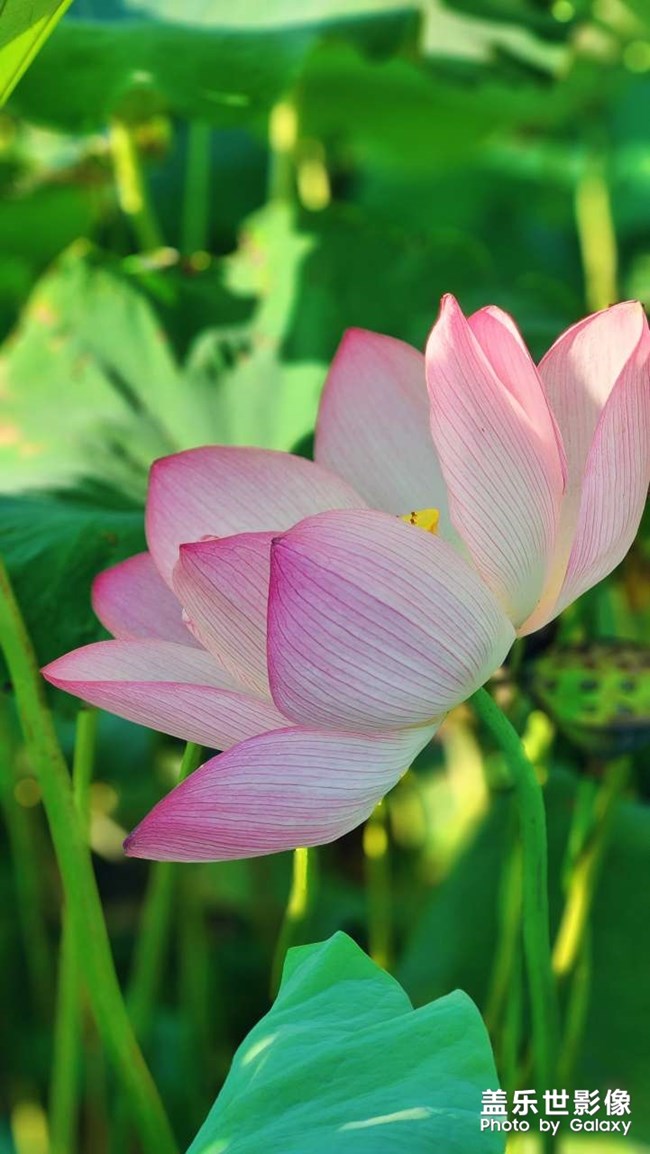 《每周星鮮事》 第117期: