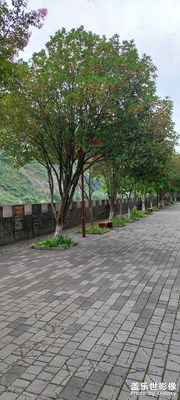 金桂飄香