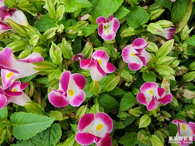 【美在身邊】+?花兒朵朵開(kāi)