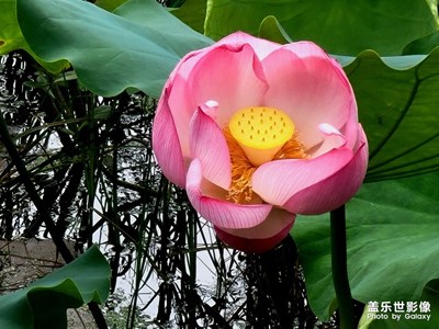 【美在身邊】+ 荷塘秋色