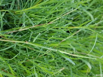 默默無聞的小草