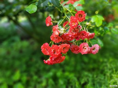 【美在身邊】+ 紅花綠草