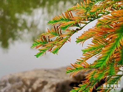 【美在身邊】+一葉知秋