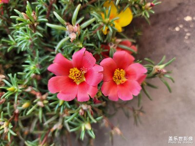 秋季花卉