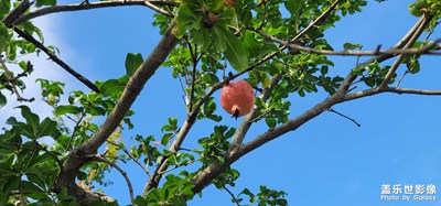 中秋佳節(jié)