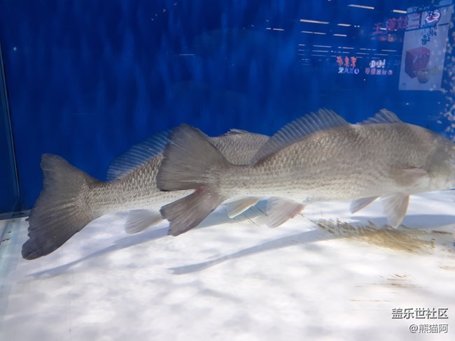 【人間煙火氣】水族館