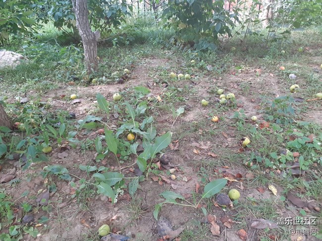 【人間煙火氣】落果歸根