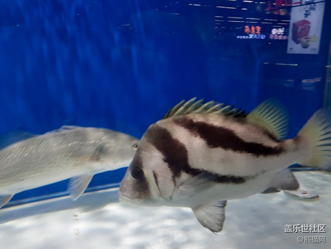 【人間煙火氣】水族館