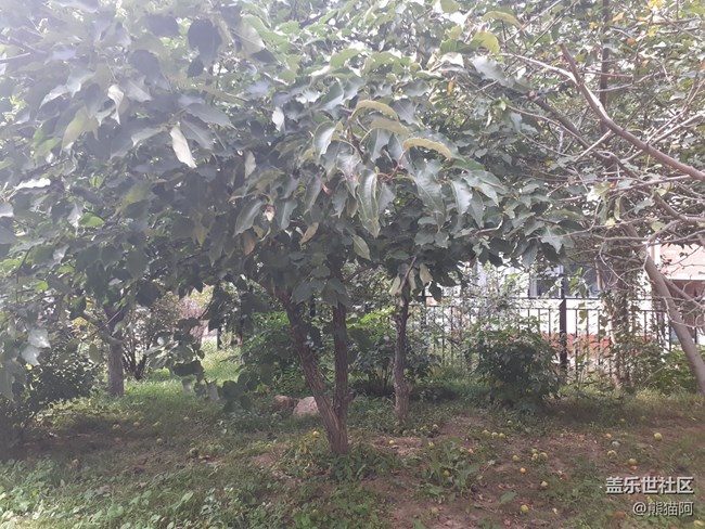 【人間煙火氣】落果歸根