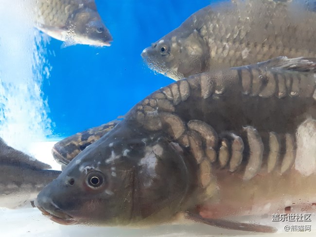 【人間煙火氣】水族館