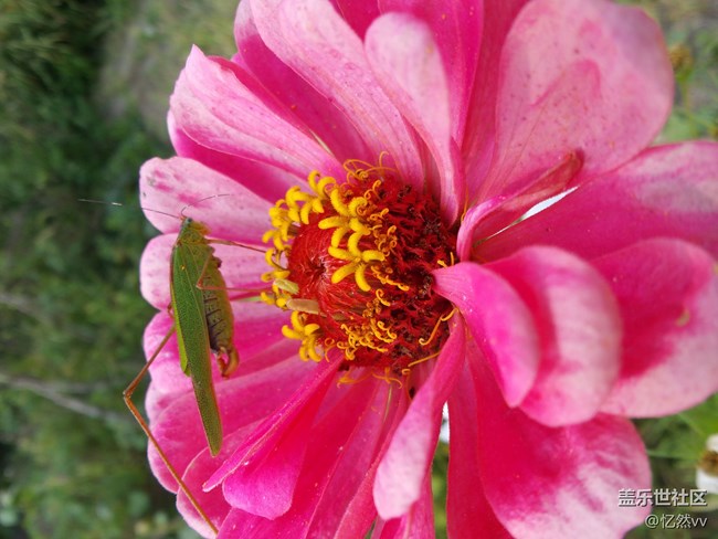 【人間煙火氣】+ 這就是蟲蟲