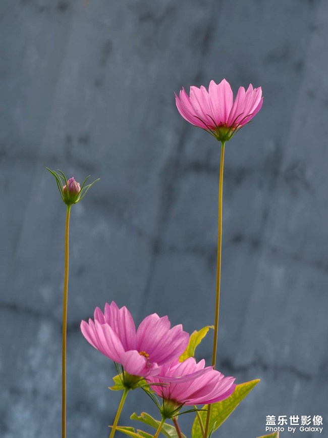 《每周星鮮事》 第118期: