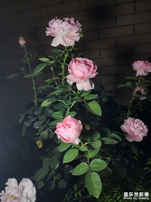 看花