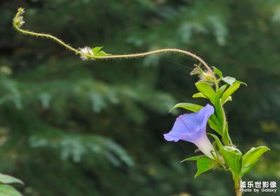 花之藍(lán)