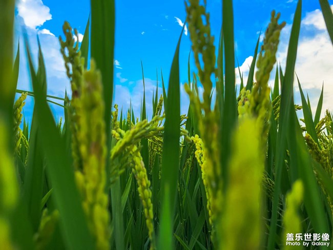 《每周星鮮事》 第118期: