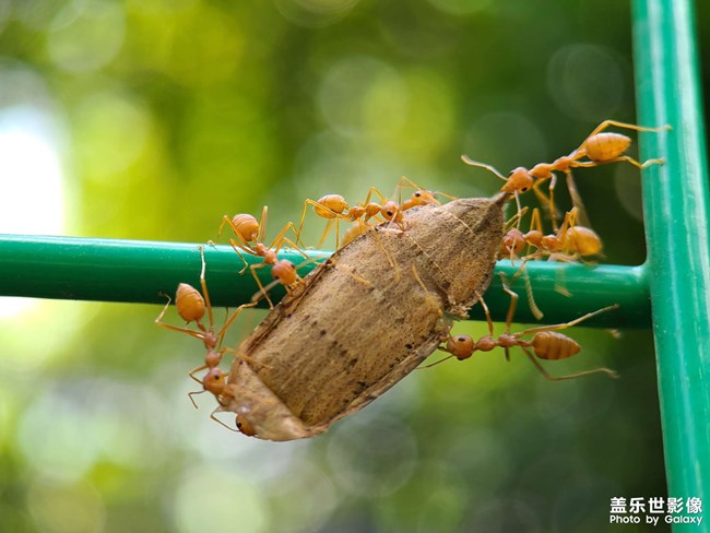 《每周星鮮事》 第118期: