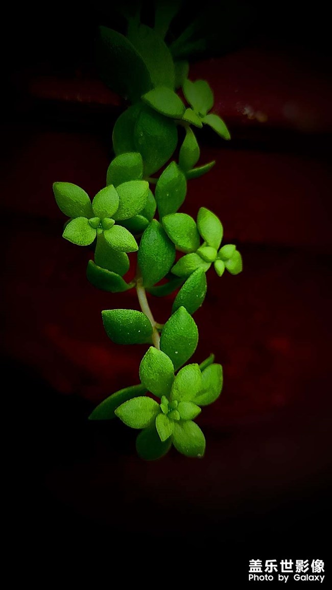 《每周星鮮事》 第118期: