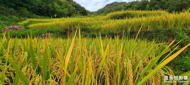 《每周星鮮事》 第118期: