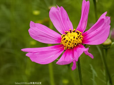 Galaxy S22Ultra  小雨過后的格桑花