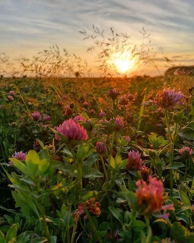 【人間煙火氣】夕陽