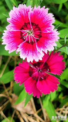 石竹花