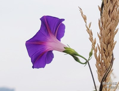 秋天里的牽牛花