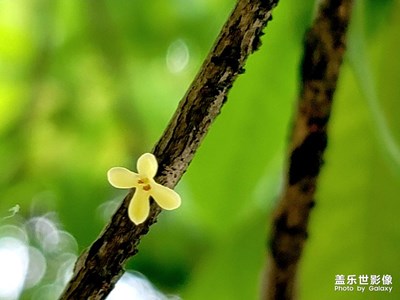 【秋日麗影】+秋韻