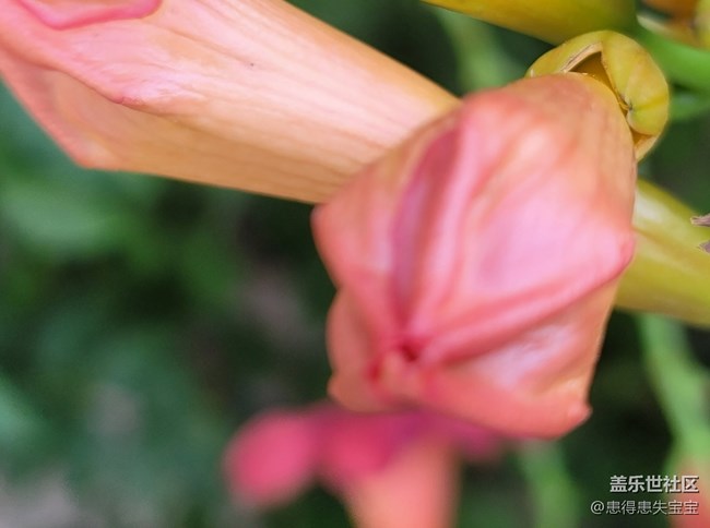 #秋已至——花兒是那樣紅
