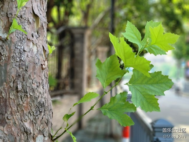 #秋已至——天已涼