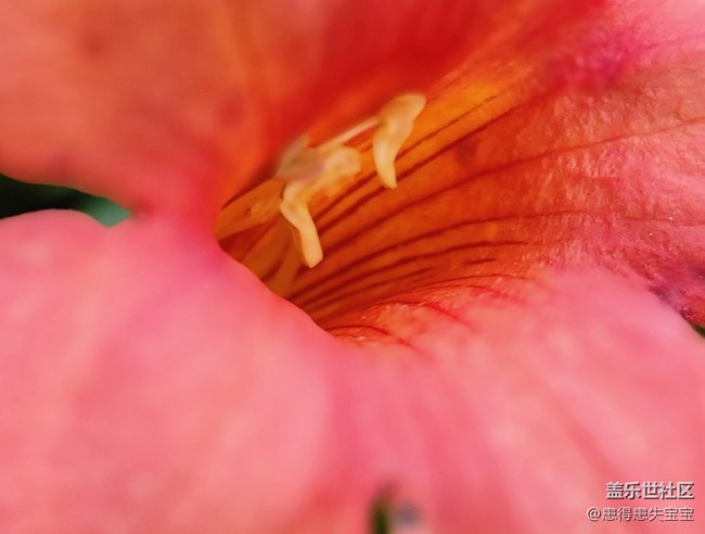 #秋已至——花兒是那樣紅