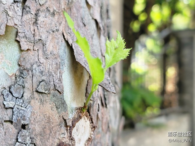 #秋已至——天已涼