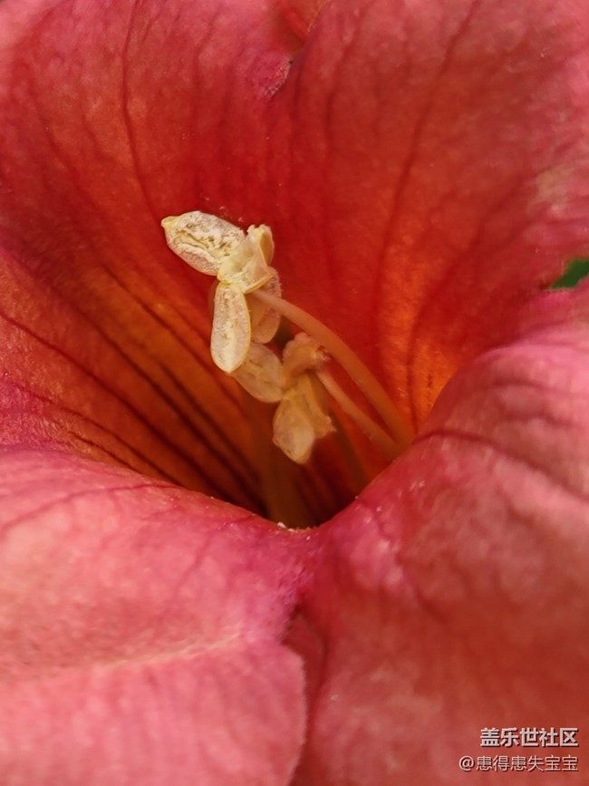 #秋已至——花兒是那樣紅