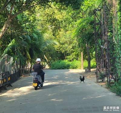 單車男與黑雞