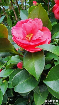 秋日的茶花