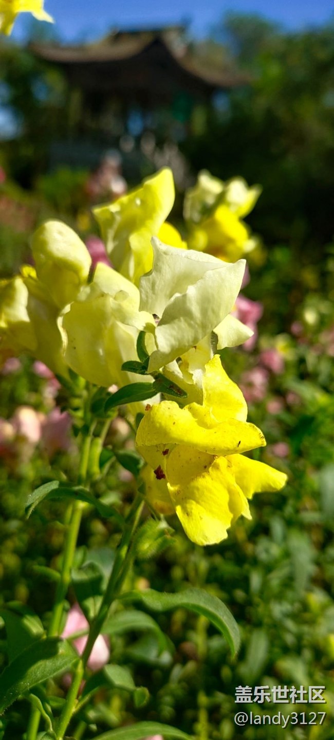 我在世博園品折疊+休閑的一天