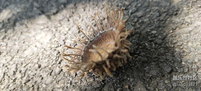 我在世博園品折疊+休閑的一天