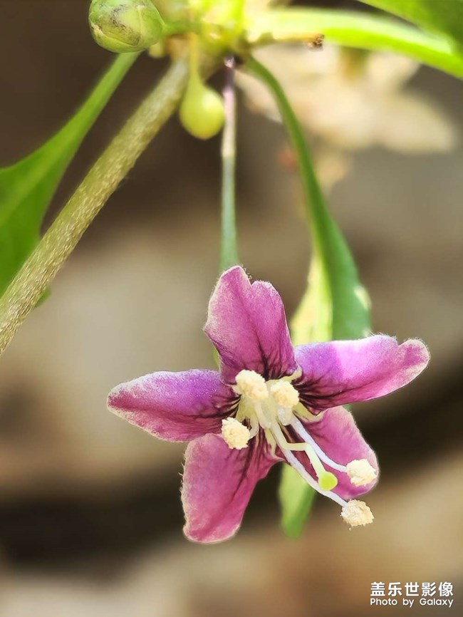 《每周星鮮事》 第119期: