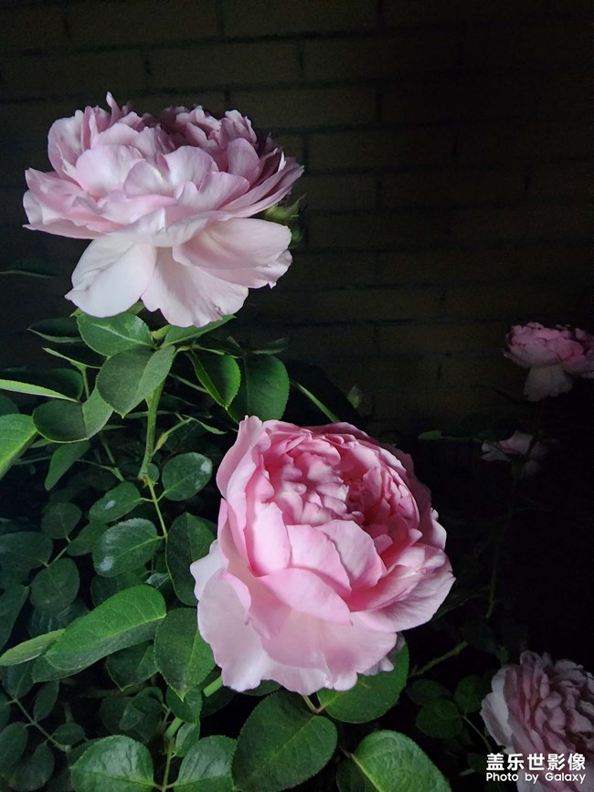 《每周星鮮事》 第119期: