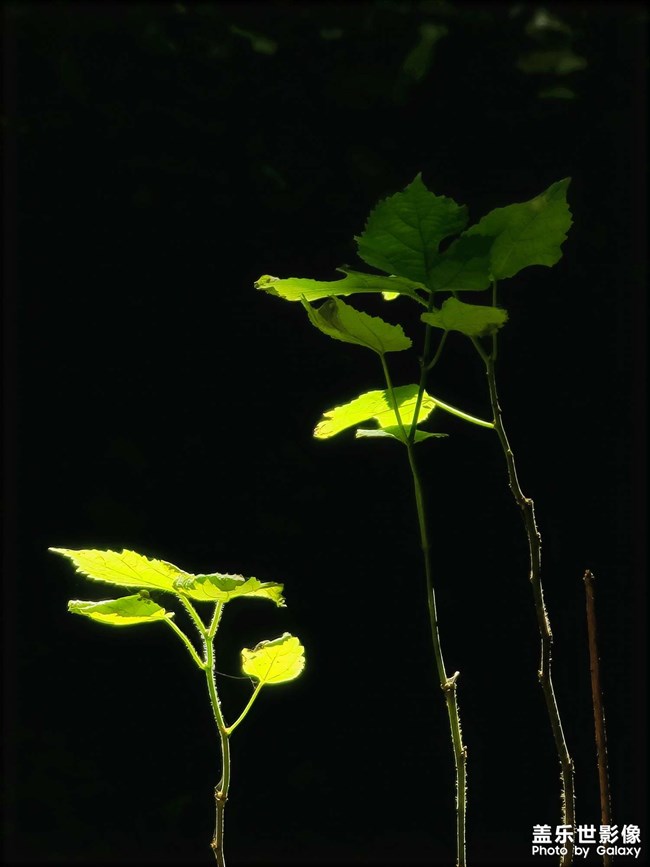 《每周星鮮事》 第119期: