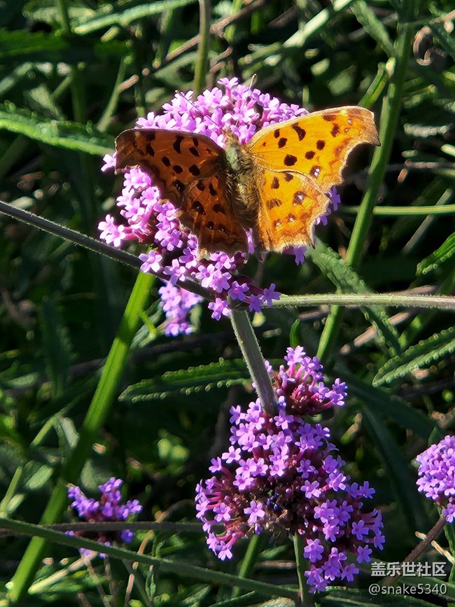 【Z元素】+蝴蝶飛呀