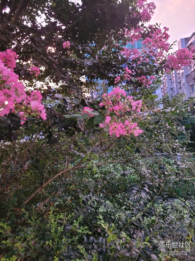 #秋已至——花繼續(xù)開