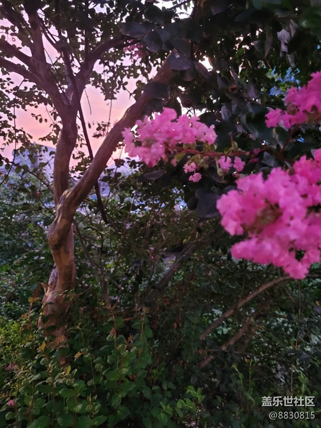 #秋已至——花繼續(xù)開