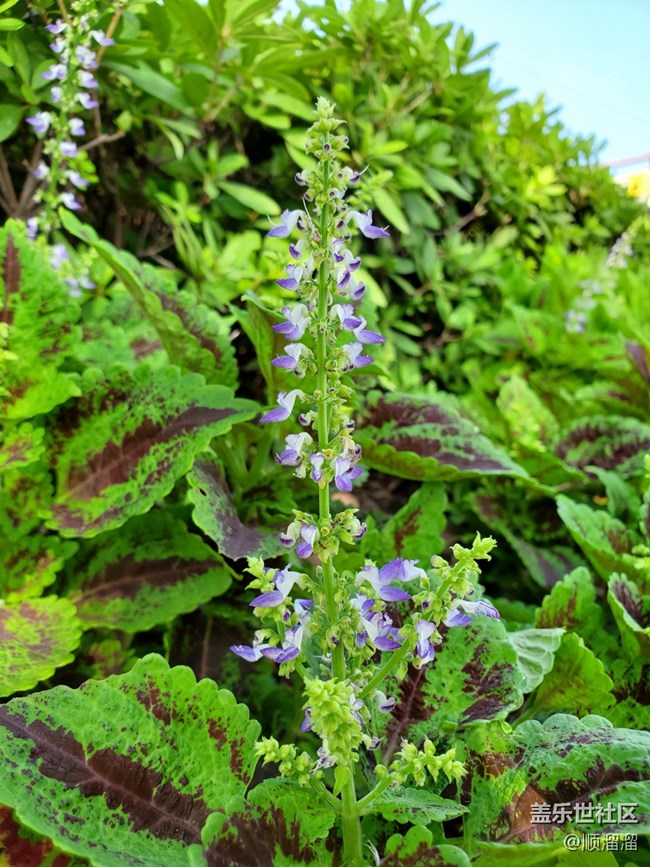 #秋已至——馬路上的綠植