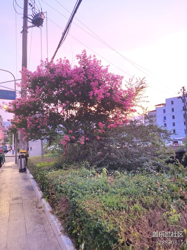 #秋已至——花繼續(xù)開