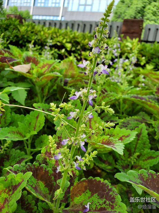 #秋已至——馬路上的綠植