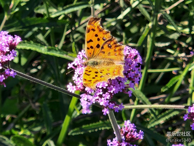【Z元素】+蝴蝶飛呀