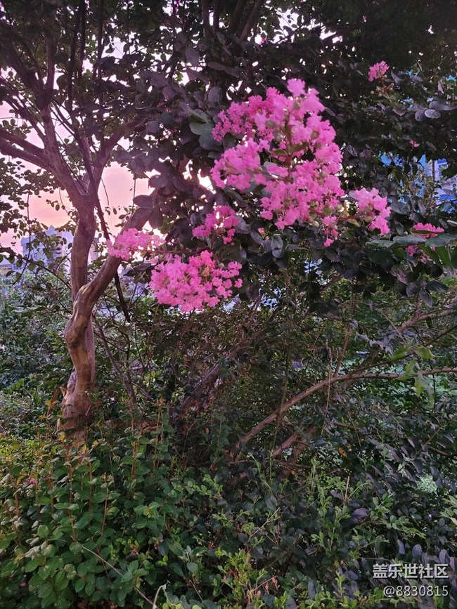 #秋已至——花繼續(xù)開