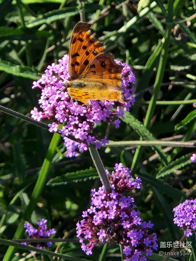 【Z元素】+蝴蝶飛呀