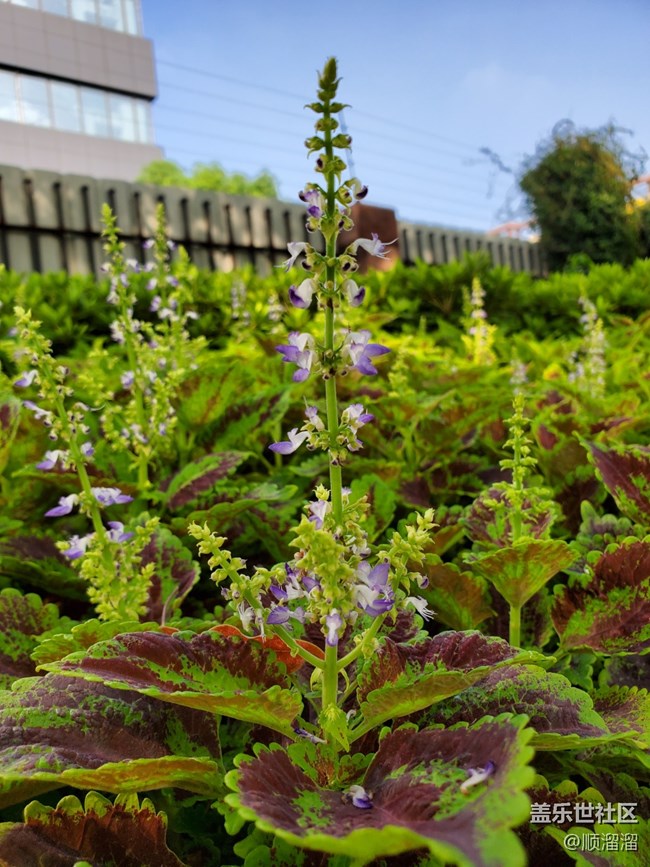 #秋已至——馬路上的綠植