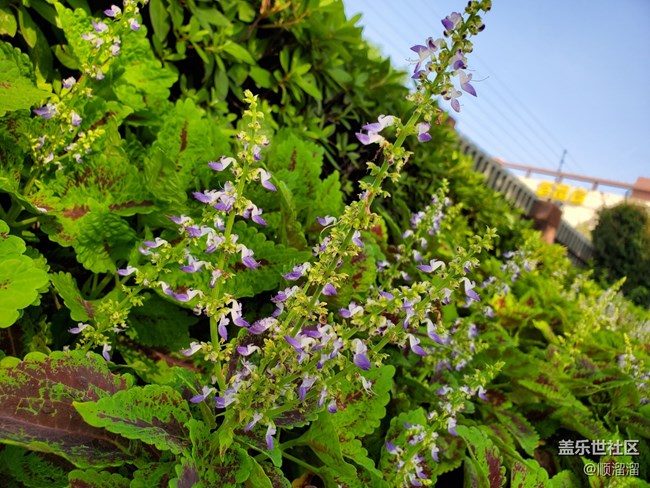 #秋已至——馬路上的綠植